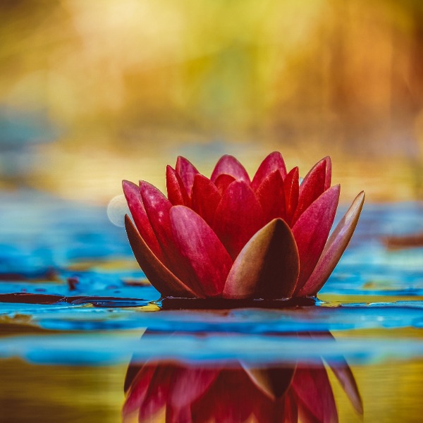 Ancestral Forgiveness