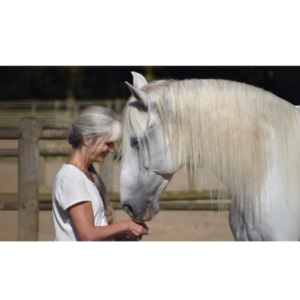 Wired 4 Connection - Polyvagal Approach
