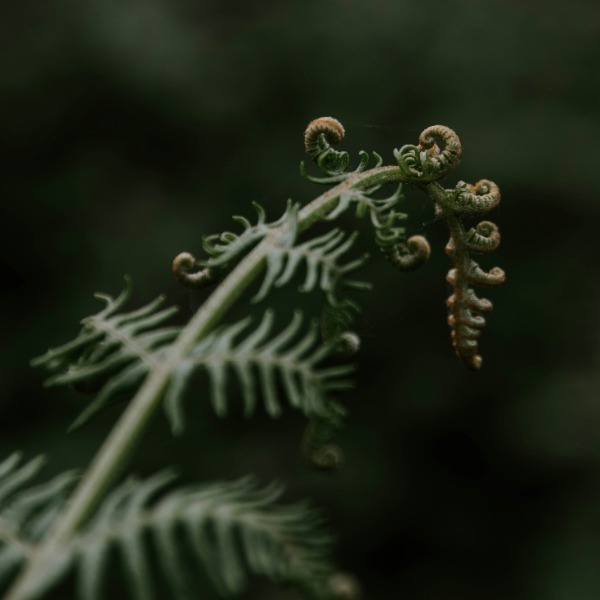 Shadow Summit 2025: Recordings + Bonuses